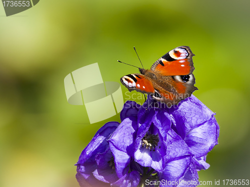 Image of Inachis Io butterfly