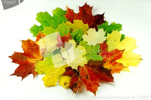 Image of Autumn leaves # 01