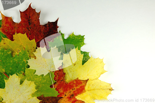 Image of Autumn leaves # 04