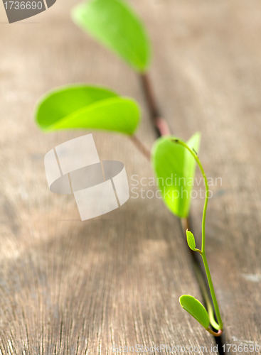 Image of Fragile green plant emerging through wooden stacks