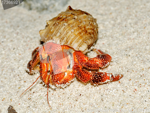 Image of Beautiful hermit crab in his shell closeup