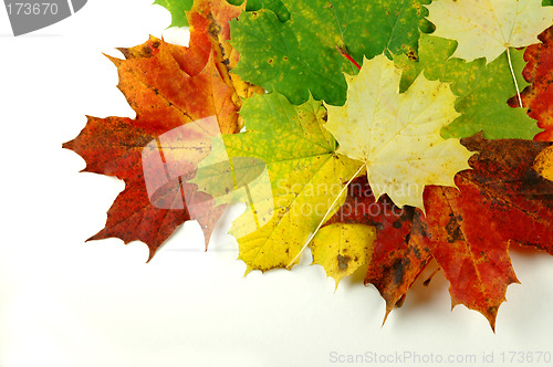 Image of Autumn leaves # 05