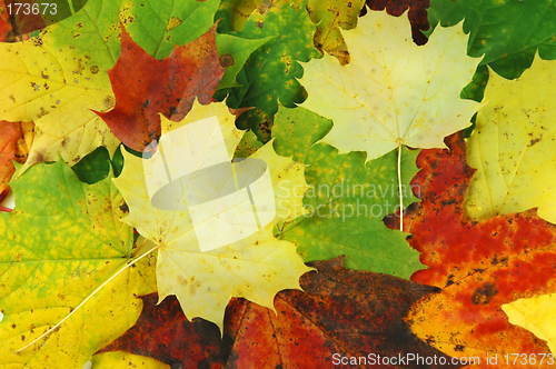 Image of Autumn leaves # 07