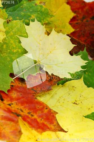 Image of Autumn leaves # 09
