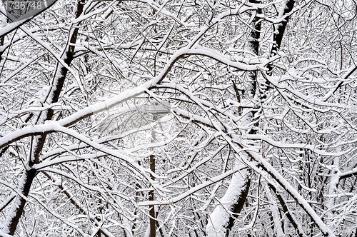 Image of trees in the snow