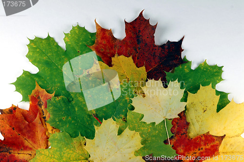 Image of Autumn leaves # 02