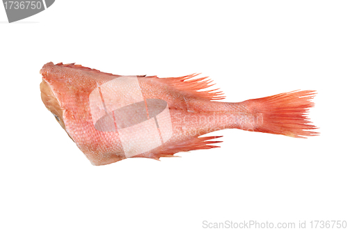 Image of one grouper