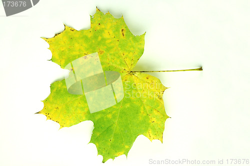 Image of Autumn leaves # 12
