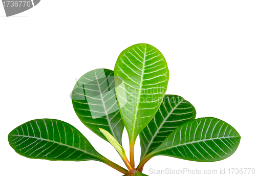 Image of green leaves