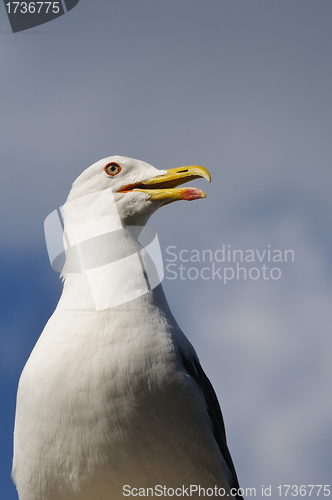 Image of Seagull standing