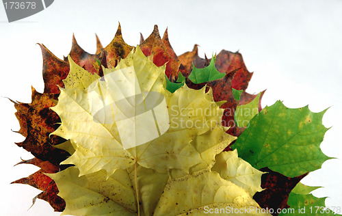 Image of Autumn leaves # 10