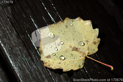 Image of Wet leaf