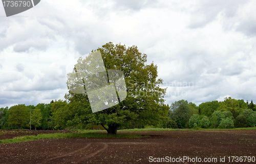 Image of Green oak