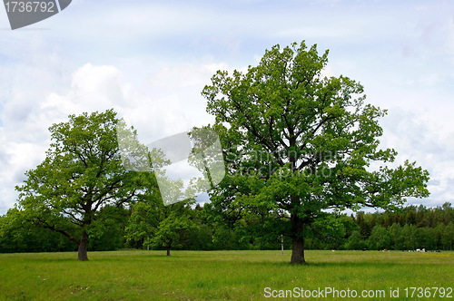 Image of Two trees
