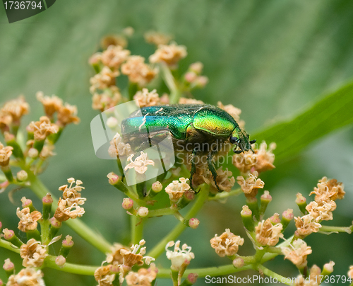 Image of Beetle