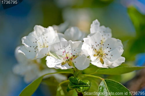 Image of Blossoming branch of a pear tree