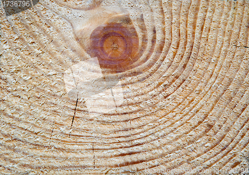 Image of Cut of a tree