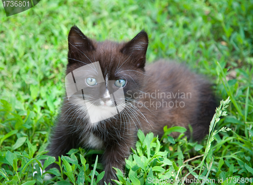 Image of Kitten
