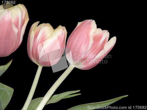 Image of Three Pink Tulips