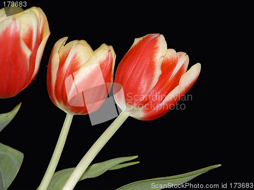 Image of Three Red Tulips