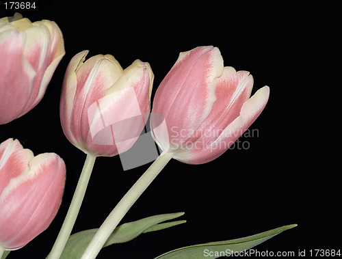 Image of Four Pink Rulips
