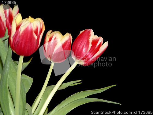 Image of Four Red Tulips