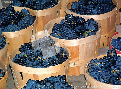 Image of Grape Harvest 2
