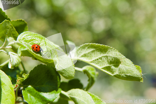 Image of Ladybird on leaves of an apple-tree