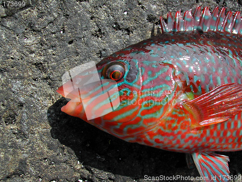 Image of Fish
