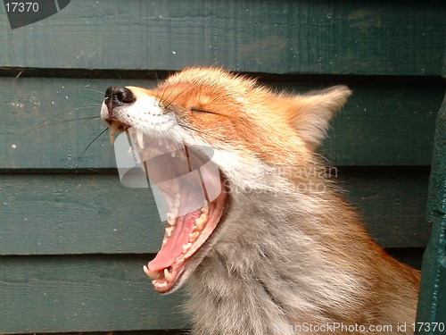 Image of Yawning Fox