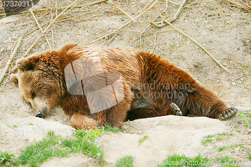 Image of Brown bear cub in bear park of Bern, Switzerland