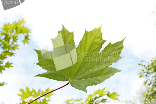 Image of Maple leaf close-up against sky