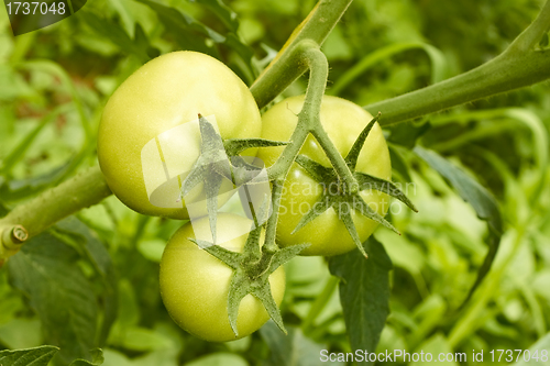 Image of Green tomatoes in greenhouse