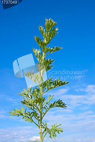 Image of Sagebrush plant against blue sky