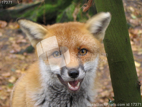 Image of Portrait of a fox