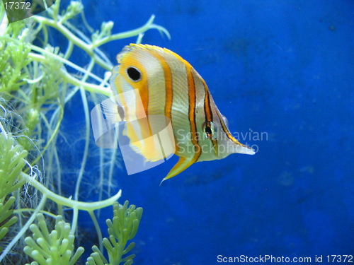 Image of Yellow Tropical Fish