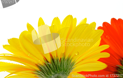 Image of Yellow and red gerbera with water droplets view from under