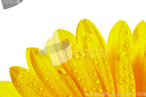 Image of Yellow flower petals with water droplets