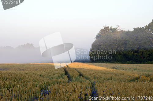 Image of Wheat field morning fog forest tree bluet flower 