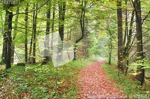 Image of autumn forest