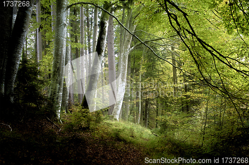 Image of dark forest