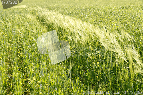 Image of Cereals and other plants in the field