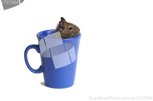 Image of Degu in a Mug