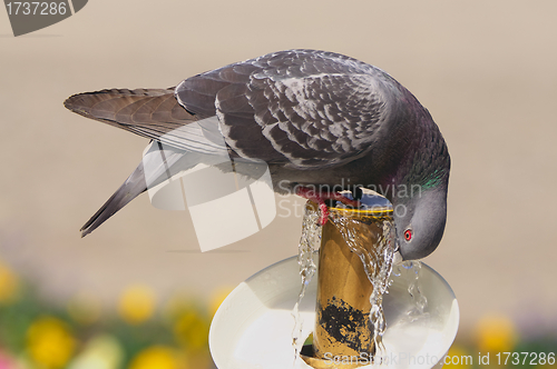 Image of Dove Drinking