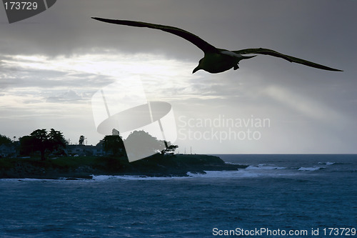 Image of Sea gull at the beach