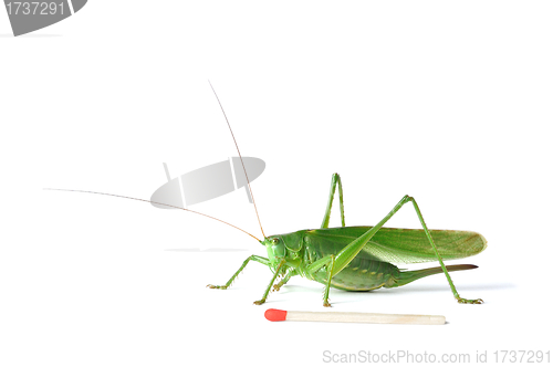 Image of Grasshopper