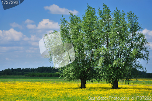 Image of Spring Landscape