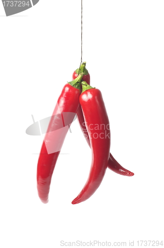 Image of Red chili pepper