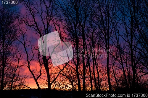 Image of Sunrise in the trees