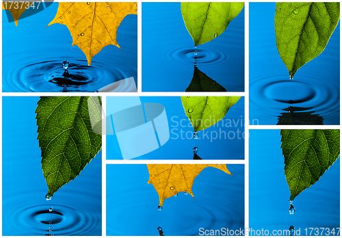 Image of Collage from Yellow and Green Leaf and Water Drops